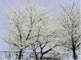 ����d�ԁE�͓��X�w�t�߂̍�����