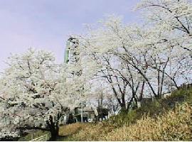 ����d�ԁE�͓��X�w�t�߂̍����؁E���]�ԗa���菊�̏�