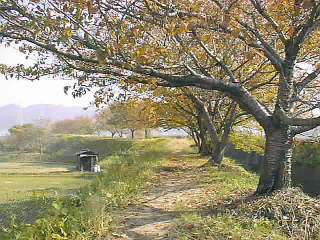 免除川の晩秋の桜並木