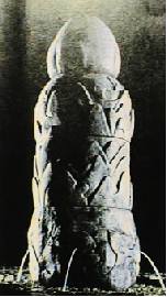 �{��R��(����݂��񂹂�)�i�����j